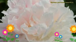 Пион молочноцветковый Катарина Фонтайн. Краткий обзор, описание paeonia lactiflora Catharina Fontyn