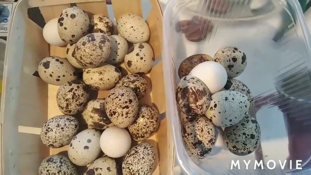 Перепела. Вывелись перепелята породы Селадон смотреть онлайн