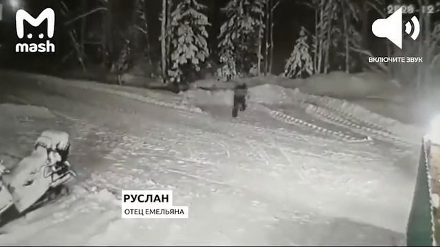 Маленький джек-рассел терьер спас от волка 10-летнего мальчика в Республики Коми смотреть онлайн