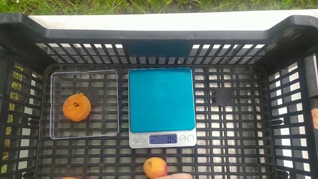 Абрикос Банзай и Эрли блуш смотреть онлайн