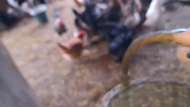 КАРЛИКИ ТАК НЕСЛИСЬ ЩО АЖ ЯЩИКА РОЗЛОМАЛИ? МОЯ ПТИЦЯ ЇСТЬ З КОРМУШОК ТА ІЗ ЗЕМЛІ ТЕЖ! смотреть онлайн