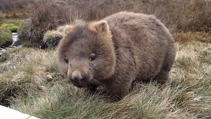 Вомбат жуёт траву смотреть онлайн