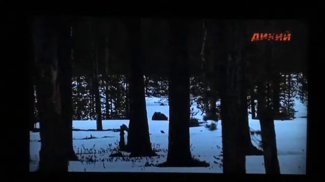 Охота в Суоми 3 (канал Дикий) перевод Daria Skippari-Smirnov смотреть онлайн