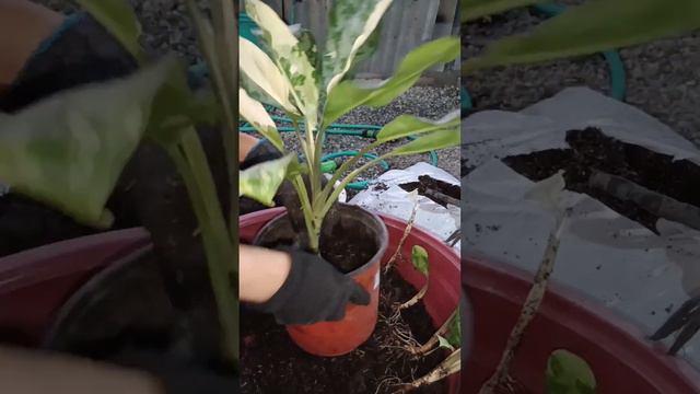 #Propagation Of Manila's Pride Aglaonema🍀🌼                #TIPS And HOW