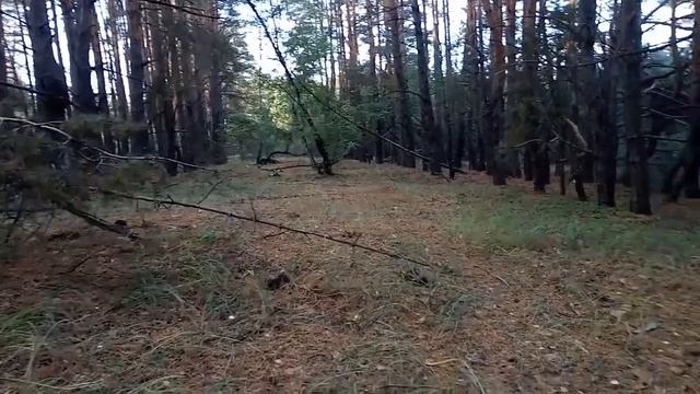 Белые грибы в конце сентября. Шикарный сбор. Море удовольствия. Грибы 2021. смотреть онлайн