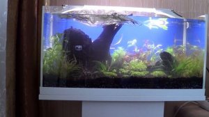 Запуск травника 54 л.  Часть 3.  Посадка растений.  Заливаем воду.  Установка оборудования.