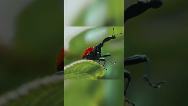Невероятно длинная шея и умение скручивать листья! Жук-жираф смотреть онлайн