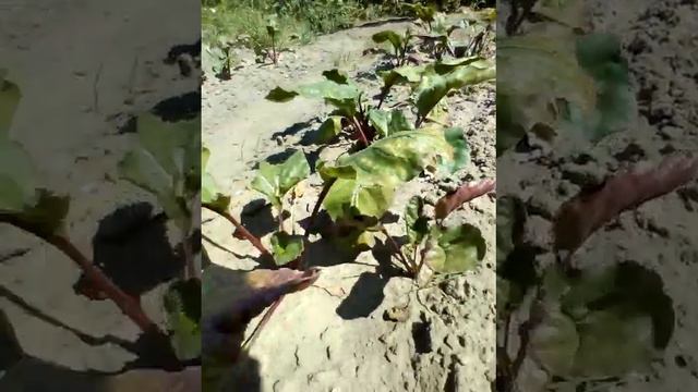 Дачный сезон.Дальнейший уход за свеклой.Что делать,если открыта верхняя часть плода.