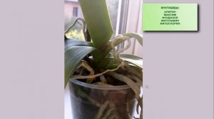 Пятна на листьях орхидей