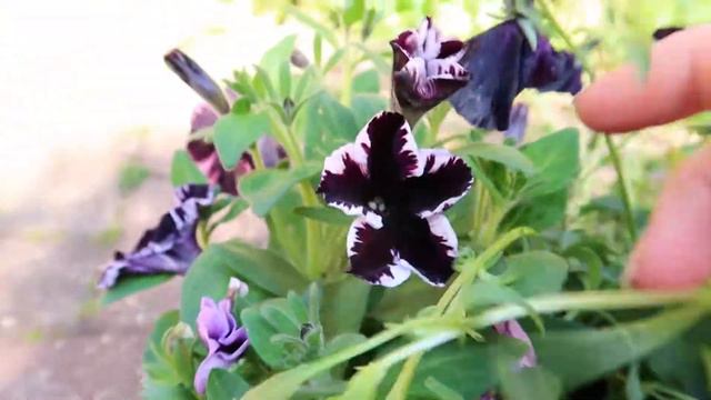 Surprise Flower Delivery! What's Inside?