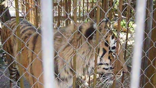 Уссурийский тигр в Mini-Zoo в Клайпеде.MOV смотреть онлайн