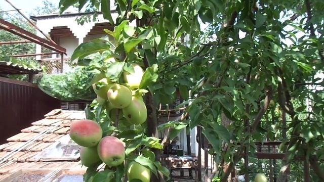 Подвой М9 - погибель для сада. О яблоне "Кандиль-синап". смотреть онлайн