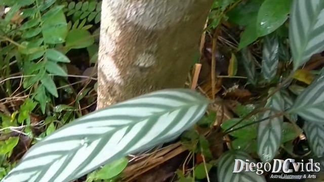 Ctenanthe Setosa - Maranta-cinza (Marantaceae)