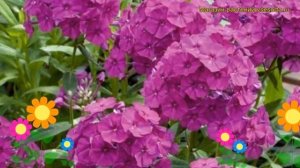 Флокс метельчатый Венди Хаус. Краткий обзор, описание характеристик phlox paniculata Wendy House