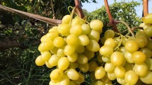 ВИНОГРАД  СЕНАТОР  Бурдака 2019г