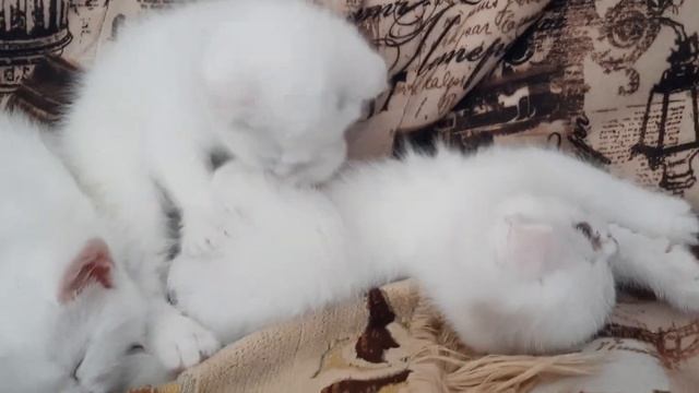 Белые котята от вислоухой шотландской смотреть онлайн