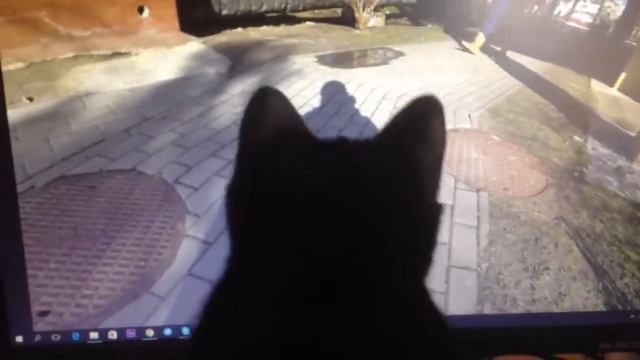 Мага охотится на Кнопу смотреть онлайн