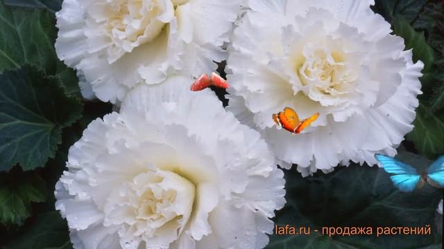 Бегония клубневой Вайт (apricot) ? обзор: как сажать, семена бегонии Вайт смотреть онлайн