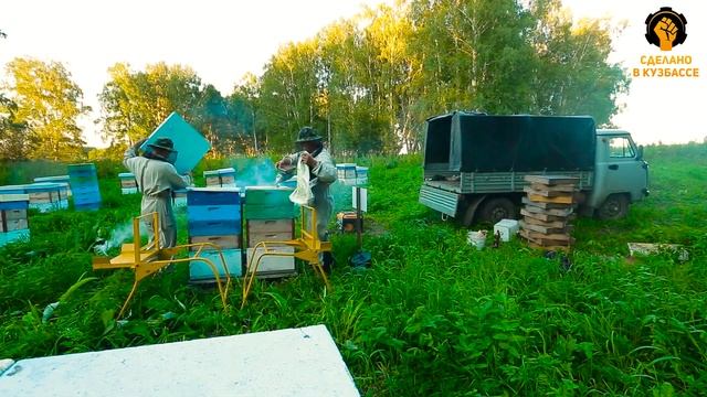 Сделано в Кузбассе HD: кочевое пчеловодство в промышленных масштабах смотреть онлайн