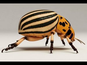 Как избавиться от колорадского жука на картошке навсегда!.