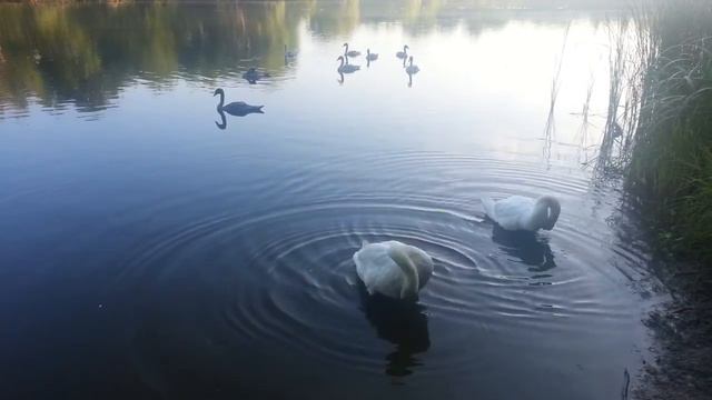 Надо надо умываться :) смотреть онлайн