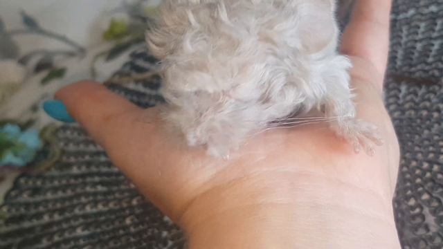 Мой первый Шиншилленка Рекс! Знакомьтесь Долли)) смотреть онлайн