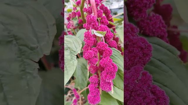 АМАРАНТ ХВОСТАТЫЙ (Amaranthus caudatus) (2) #Shorts смотреть онлайн
