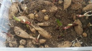 Как быстро прорастить большое количество клубней георгинов при отсутствии места #shorts