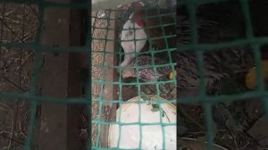 У курицы вылупился один цыплёнок