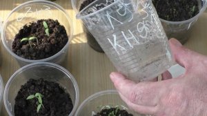 Пытаюсь сохранить лук шалот сорта КНЯЖИЧ