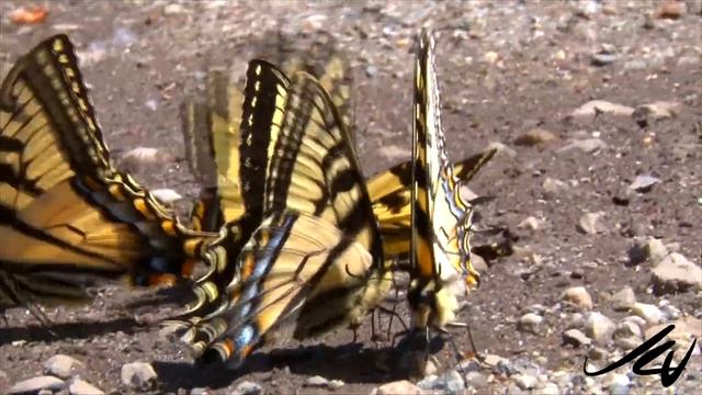 Swallowtail butterflies - Papilionidae - Nature at it's finest most beautiful - YouTube смотреть онлайн