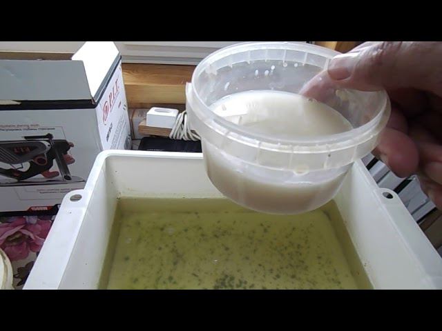 14 Дафния моина - ответы на вопросы по разведению этого живого корма для рыб смотреть онлайн