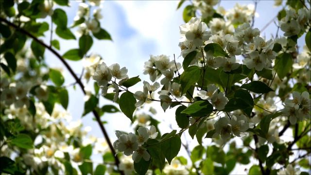 Stefana de Macedo & Hekel Tavares | ERA AQUILO SÓ | 1928 смотреть онлайн