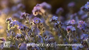 Песнь песней Соломона | Ветхий завет | Библия