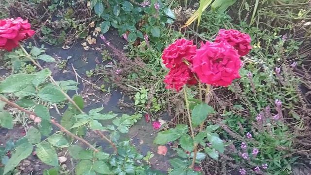 Еще розы с оценкой "Пять". смотреть онлайн