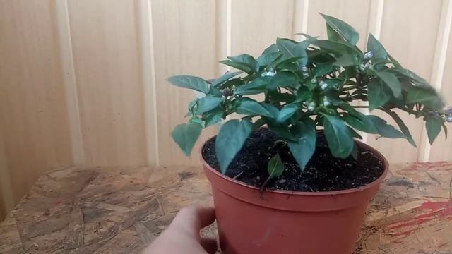 Как опылять комнатный перец? Ответ тут! смотреть онлайн