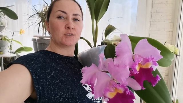 ОГРОМНАЯ КАТТЛЕЯ! смотреть онлайн