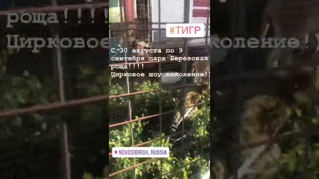 Тигры в цирке шапито Звёздный смотреть онлайн