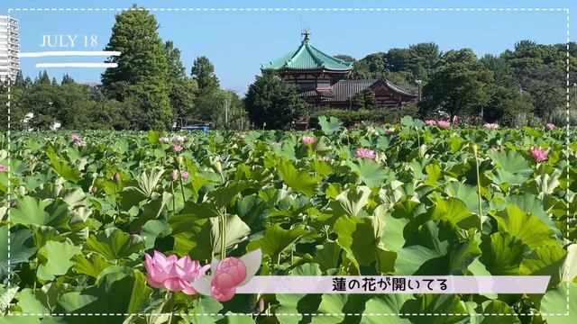 【Vlog.都内観光#9】見頃を迎える上野公園不忍池！！蓮の花の美しさ💕 смотреть онлайн