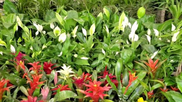 Is This the Best Lowe's for Plants?! смотреть онлайн