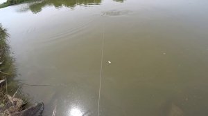 Мощная рыба рвет шнур, Рыбалка с Рогаткой.