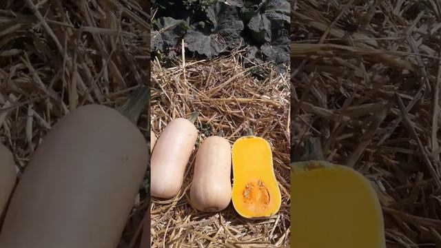 Тыква "Плуто" компании "САКАТА" смотреть онлайн