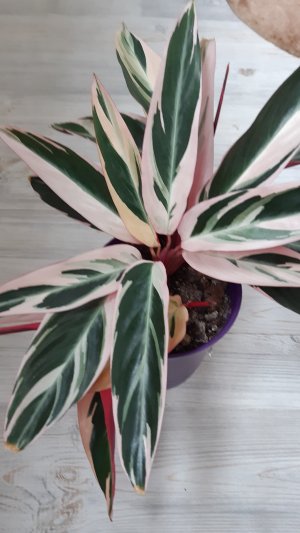 Строманта,  деление корневища