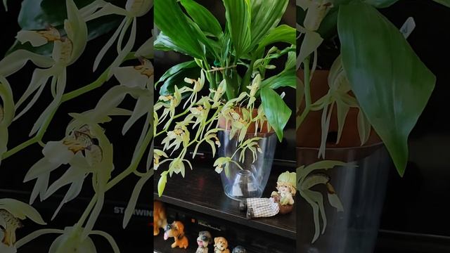 цветение Coelogyne assamica. смотреть онлайн