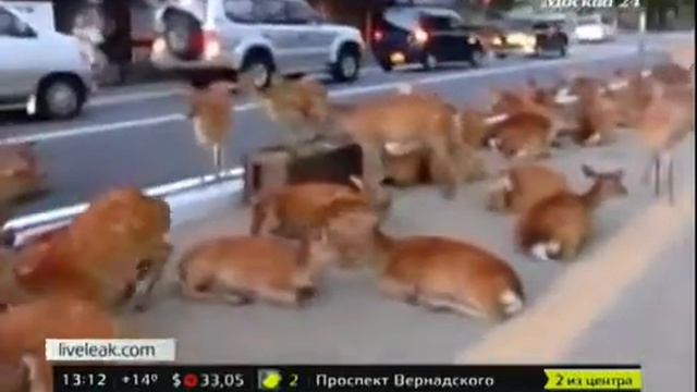 В Японии обочины дорог оккупировали олени смотреть онлайн