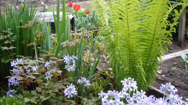 многолетние цветы в моём саду