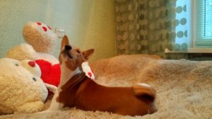 Воющая басенджи (собака)