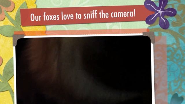 PET FOX LIKE TO SPOIL FRAME - CUTE NOSES! смотреть онлайн