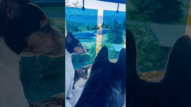 Мы за тобой наблюдаем?#бригада #животные #котенок #хаски #джекрассел #семья #блог #влог #шортс #дом смотреть онлайн