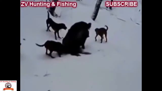 Hunting wild boar! Охота на кабана! добыт! смотреть онлайн